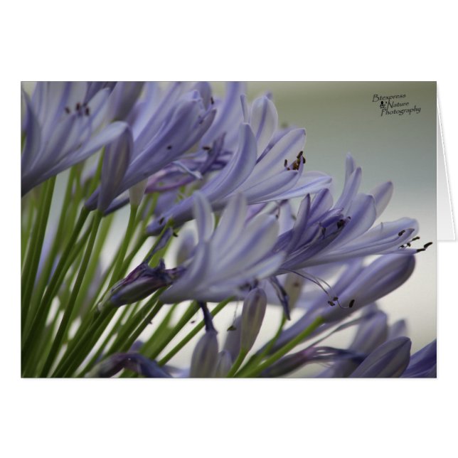 Små blommor(5.0) hälsningskort (Framsidan Horizontal)