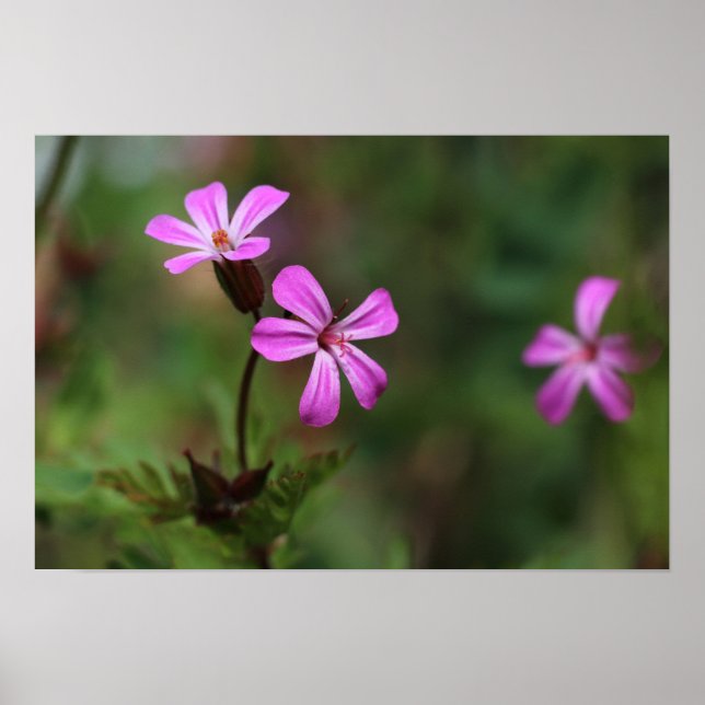Små blommor av rosa vild från Herb Robert Poster (Framsidan)