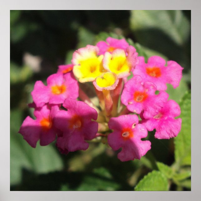 Små blommor poster (Framsidan)