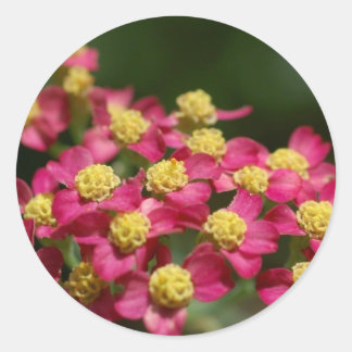 Små blommor runt klistermärke