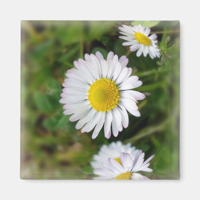 Små daisy magnet (Framsidan)