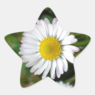 Små daisy stjärnformat klistermärke
