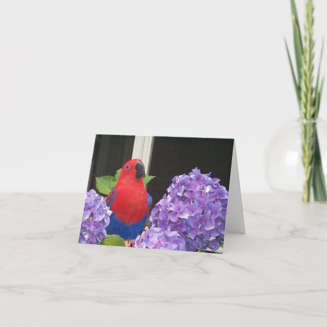 Små Eclectus noterar kortet Kort (Framsida)