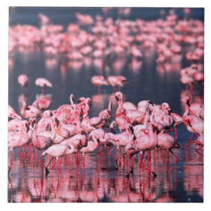 Små flamingos (Phoeniconaias minor), Afrika, Kakelplatta