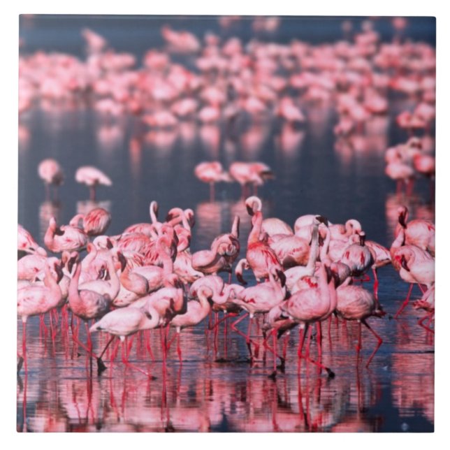 Små flamingos (Phoeniconaias minor), Afrika, Kakelplatta (Framsidan)