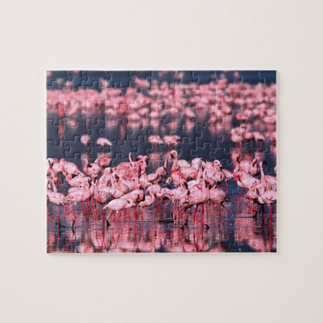 Små flamingos (Phoeniconaias minor), Afrika, Pussel (Horisontell)