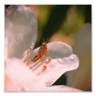 Små gräshoppor på vit Azalea blomma 8x8 x8 Fototryck