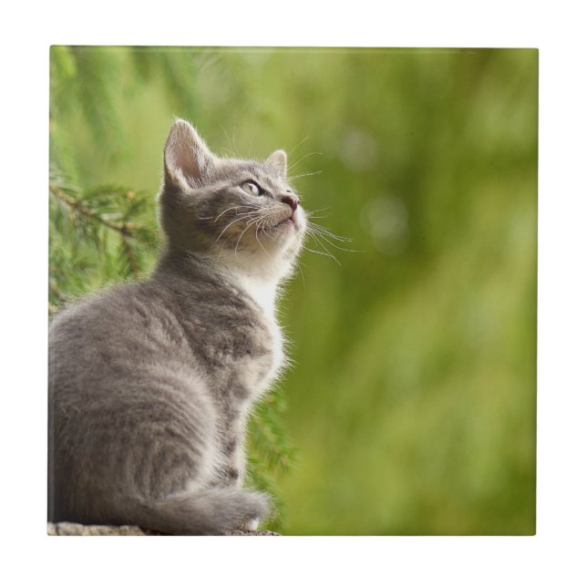 Små Grått och vita Kitten Peers fram till himlar Kakelplatta (Framsidan)