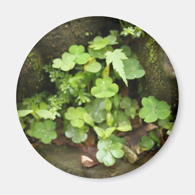 Små gröntar magnet (Framsidan)