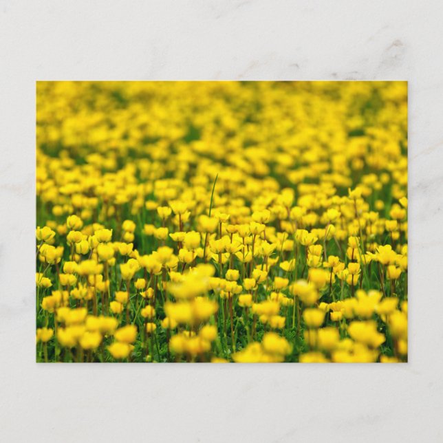 Små Gulter Vild Flowers Fält Meadow Butterpe Vykort (Framsida)