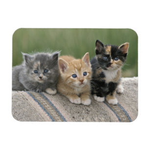 Små Katter på en Hästtäcke Magnet