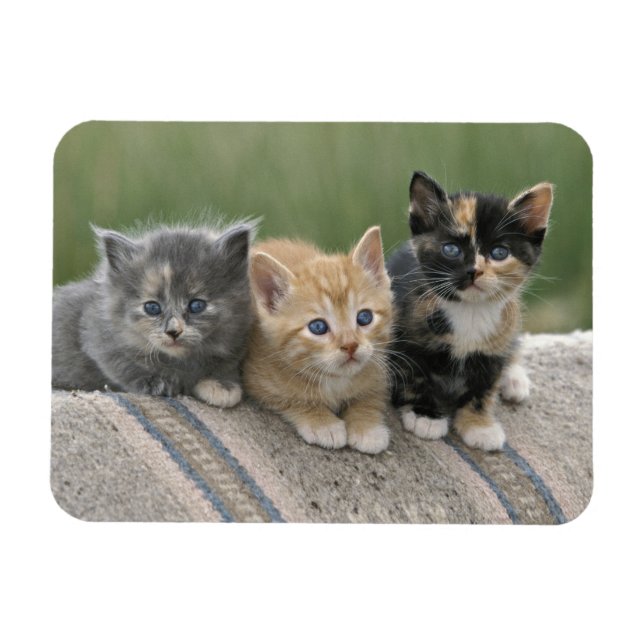 Små Katter på en Hästtäcke Magnet (Horisontell)