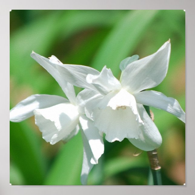 Små Kopp Daffodils Poster (Framsidan)