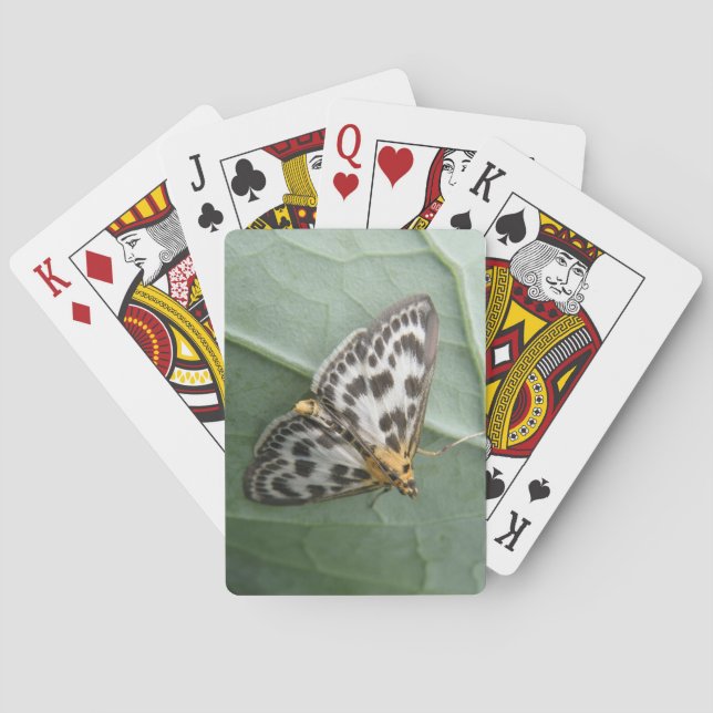 Små Magpie Moth-uppspelningskort Spel Kort (Baksidan)
