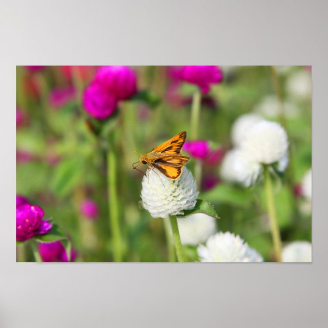 Små matningar 1 poster (Framsidan)