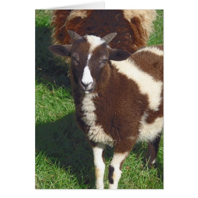 Små på sommaren hälsningskort (Framsidan)