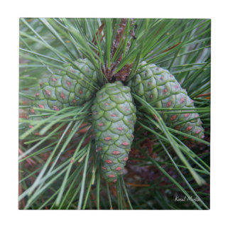 Små Pinecone kvadrerar belägger med tegel Kakelplatta