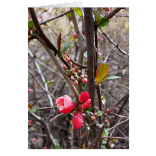 Små röda blommor hälsningskort (Framsidan)