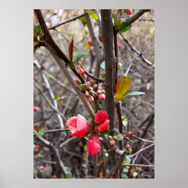 Små röda blommor poster (Framsidan)