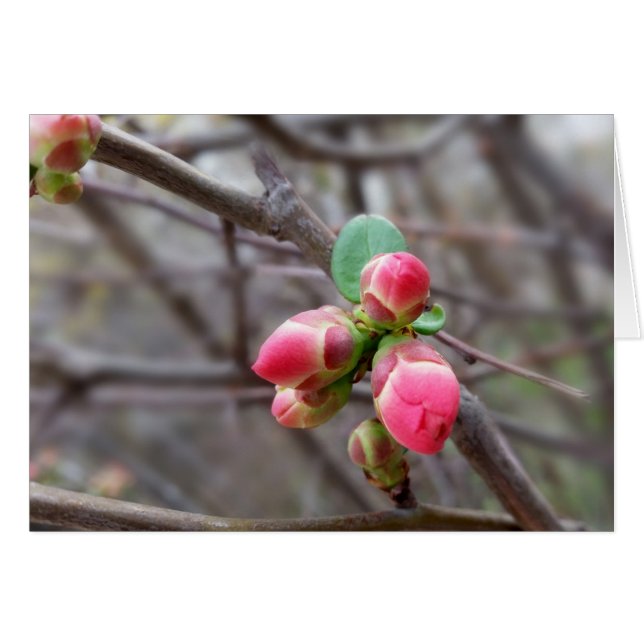 Små röda knoppar hälsningskort (Framsidan Horizontal)