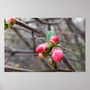 Små röda knoppar poster