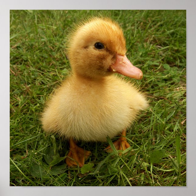 Små, roliga fåglar poster (Framsidan)