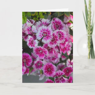 Små Rosa Blommor Tom Notkort Kort