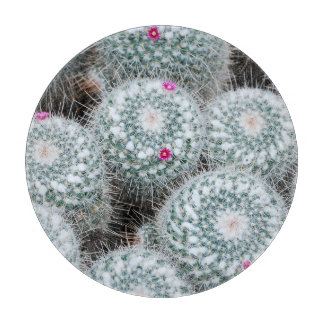 Små Rosa Flowers Cactus Plants