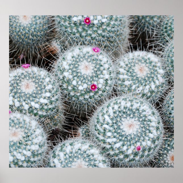 Små Rosa Flowers Cactus Plants Poster (Framsidan)