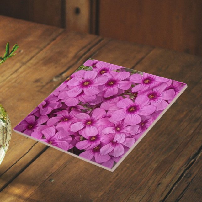 Små rosa Oxalis blommor Blommig Kakelplatta (In Situ)