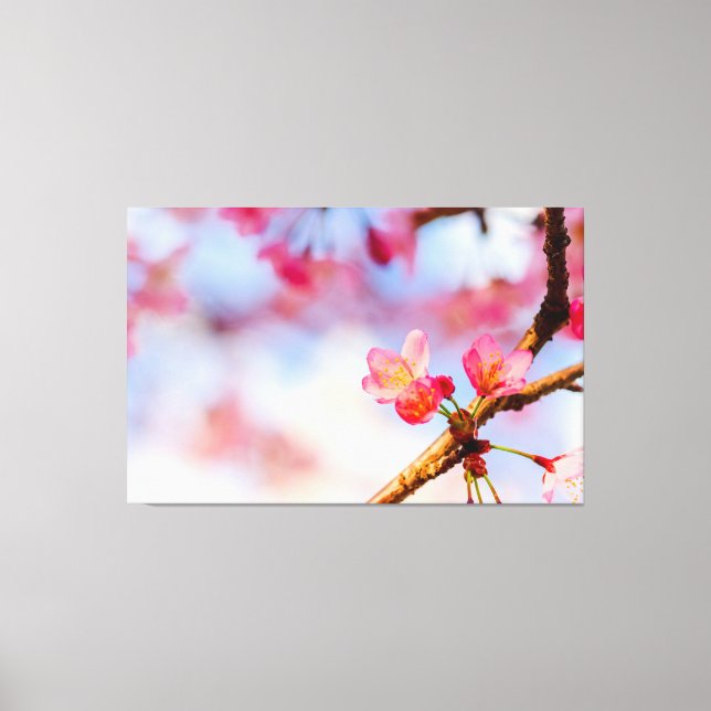 Små Rosa Sakura-Skönheter på Våren Canvastryck (Framsida)