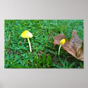 Små svampar av Gult Poster