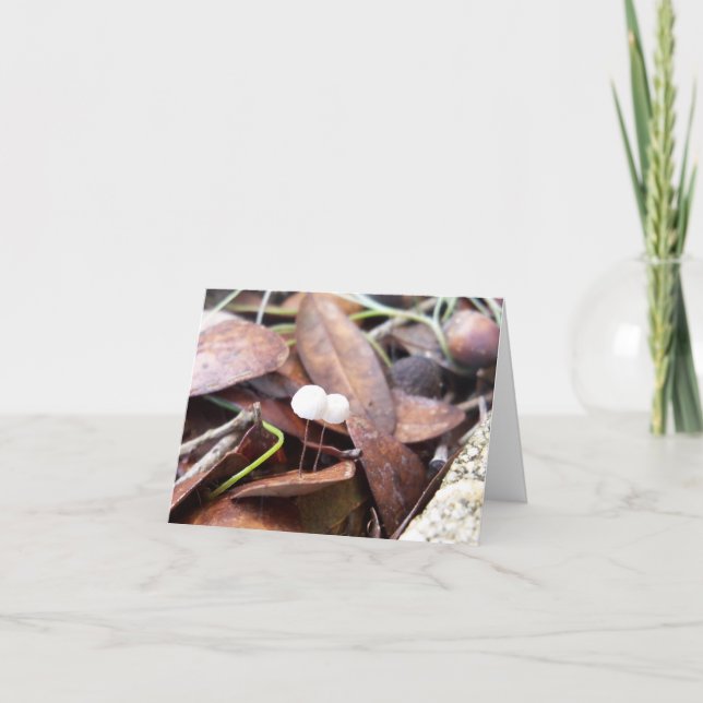 Små svampar på mappat gratulationskort kort (Framsida)