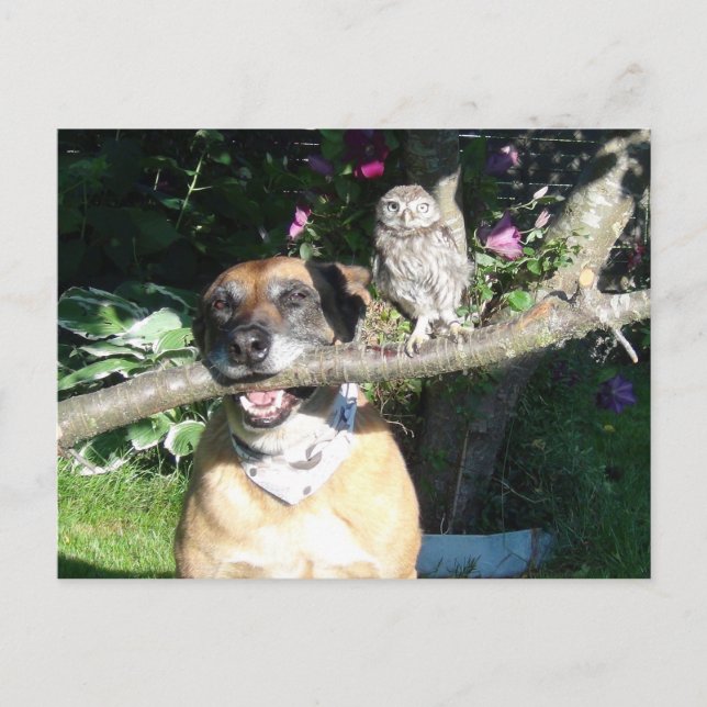 Små uggla och stora hund vykort (Framsida)