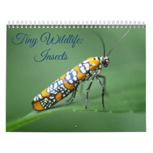 Små vilda djur: Insektrare kalender