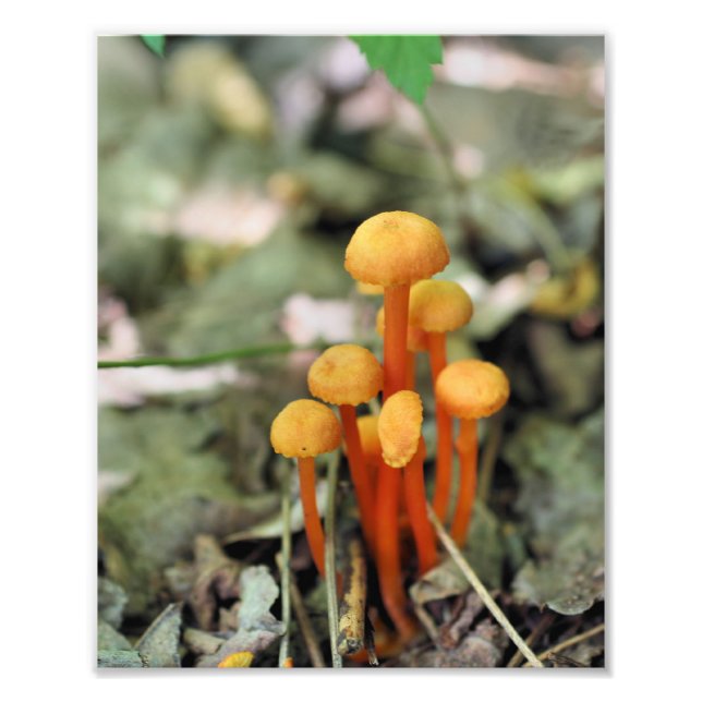 Små Vilder av Orange Svampar 8 x 10 Natur Fototryck (Framsidan)