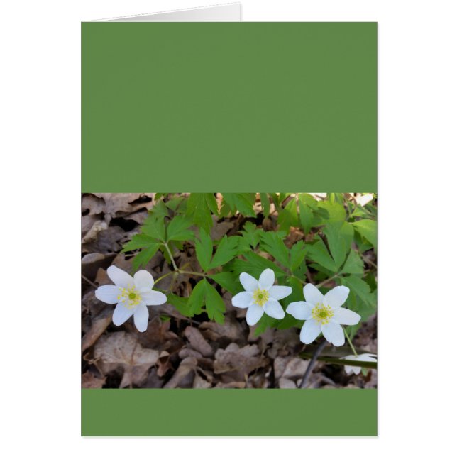 Små vita blommor hälsningskort (Framsidan)