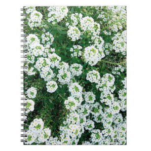 Små vita blommor i gräset under dagtid i anteckningsbok