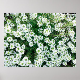 Små vita blommor i gräset under dagtid i poster