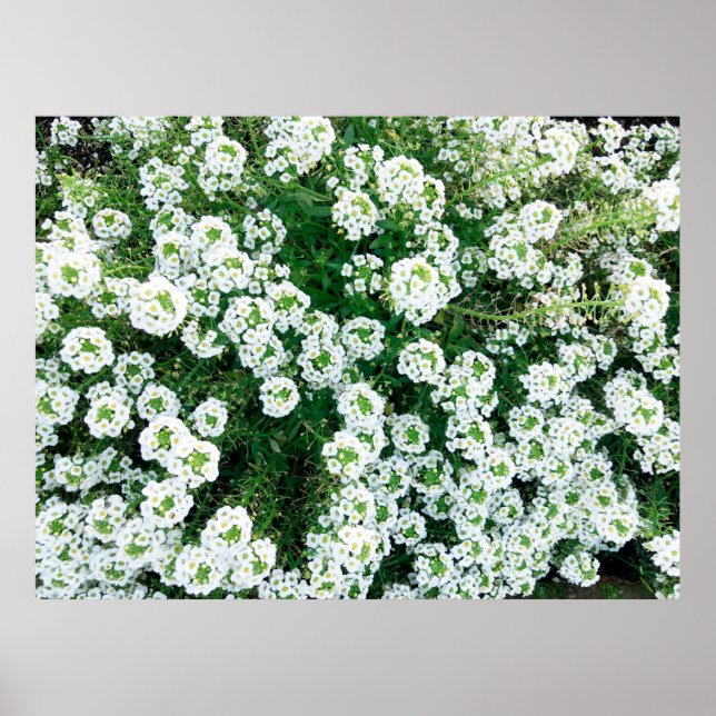 Små vita blommor i gräset under dagtid i poster (Framsidan)