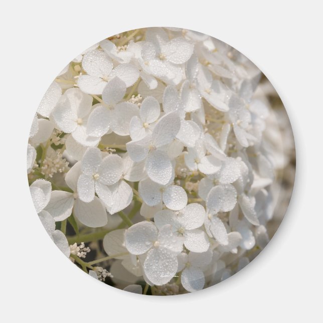 Små vita blommor magnet (Framsidan)