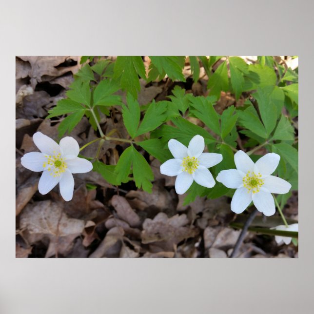 Små vita blommor poster (Framsidan)