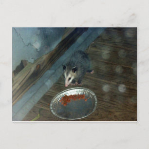Småbarn Opossum 1 Vykort