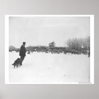 Småbesättning och hund i fårläger poster