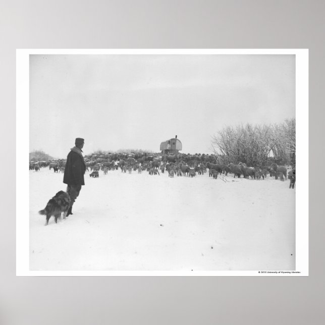 Småbesättning och hund i fårläger poster (Framsidan)