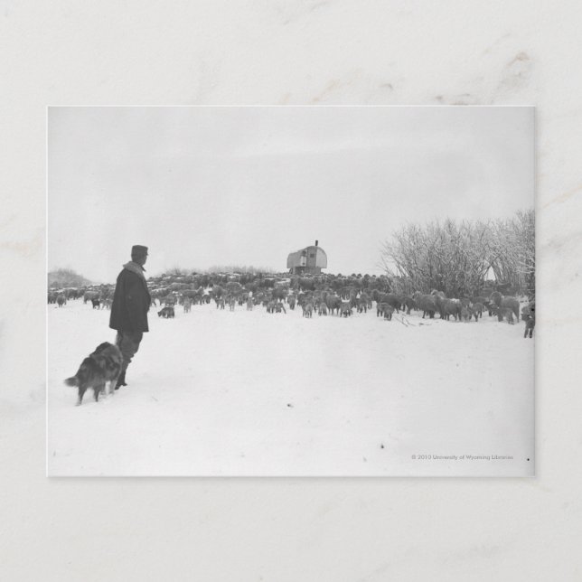 Småbesättning och hund i fårläger vykort (Framsida)