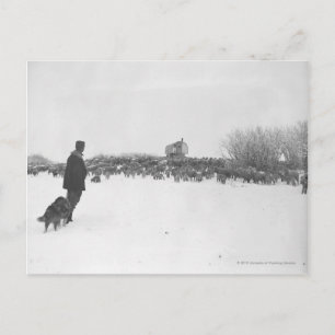 Småbesättning och hund i fårläger vykort