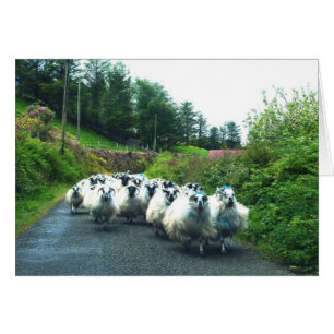 Småfår på Beara-Peninsulan Irland Hälsningskort
