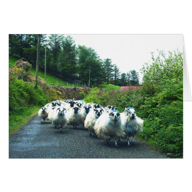 Småfår på Beara-Peninsulan Irland Hälsningskort (Framsidan Horizontal)