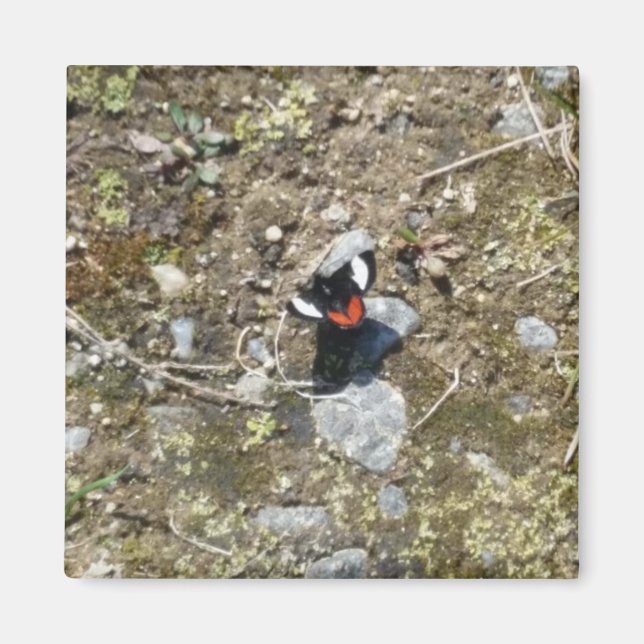 Småfjärilsmagneter Magnet (Framsidan)